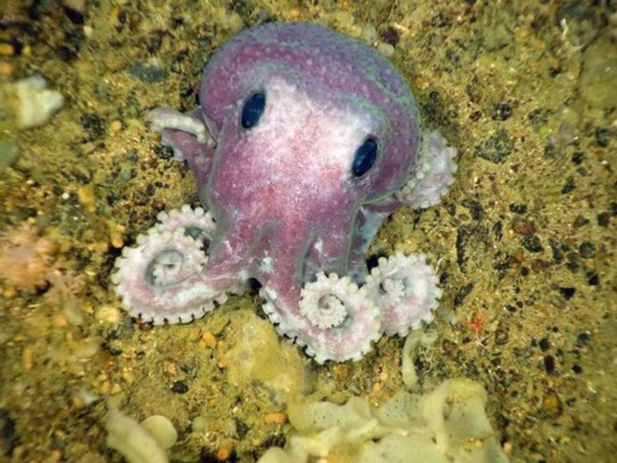 El pulpo morado es una de las 11 nuevas especies encontradas durante una expedición a altas profundidades en la costa atlántica de Canada en Julio de 2010.