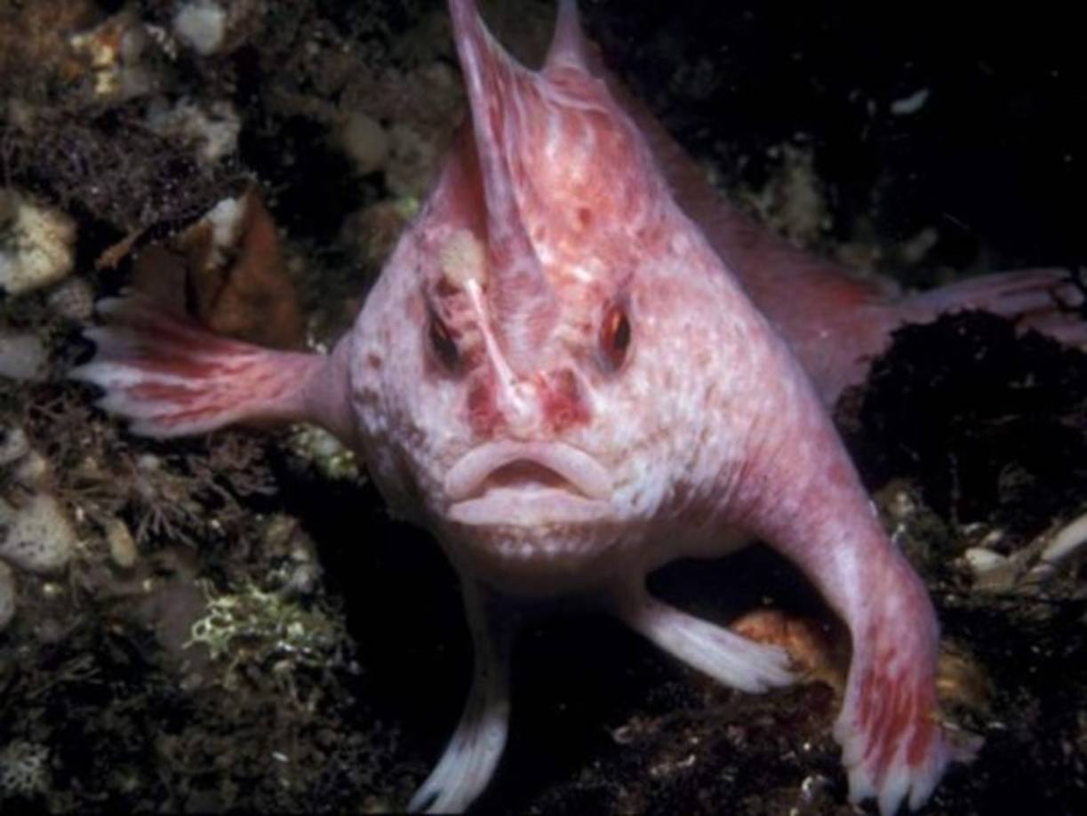 El pez rosado con manos han sido encontrados en la zona cercana a la isla de Hobart, en la isla Australiana de Tasmania.
