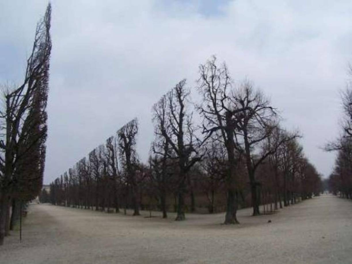 Estos árboles fueron podados de forma que parecen sacados de otro mundo.