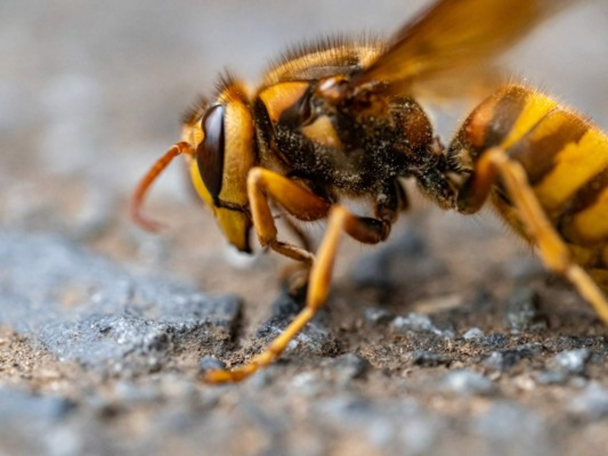 En noviembre de 2019, las abejas fueron declaradas el ser vivo más importante del planeta, según Earthwatch Institute. Y es que el 70% de la agricultura mundial depende exclusivamente de ellas, concretamente, de su labor de polinización, y ahora podrían estar bajo amenaza de este insecto peligroso llamado 'avispón asesino'.<br/><br/>