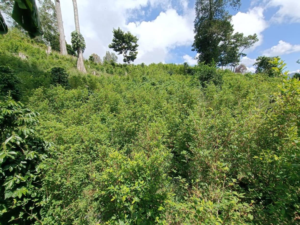 Por su posición geográfica, Honduras, principalmente el Caribe, es utilizado por narcotraficantes internacionales que envían cargamentos, especialmente de cocaína, a Estados Unidos, en avionetas y embarcaciones rápidas. 