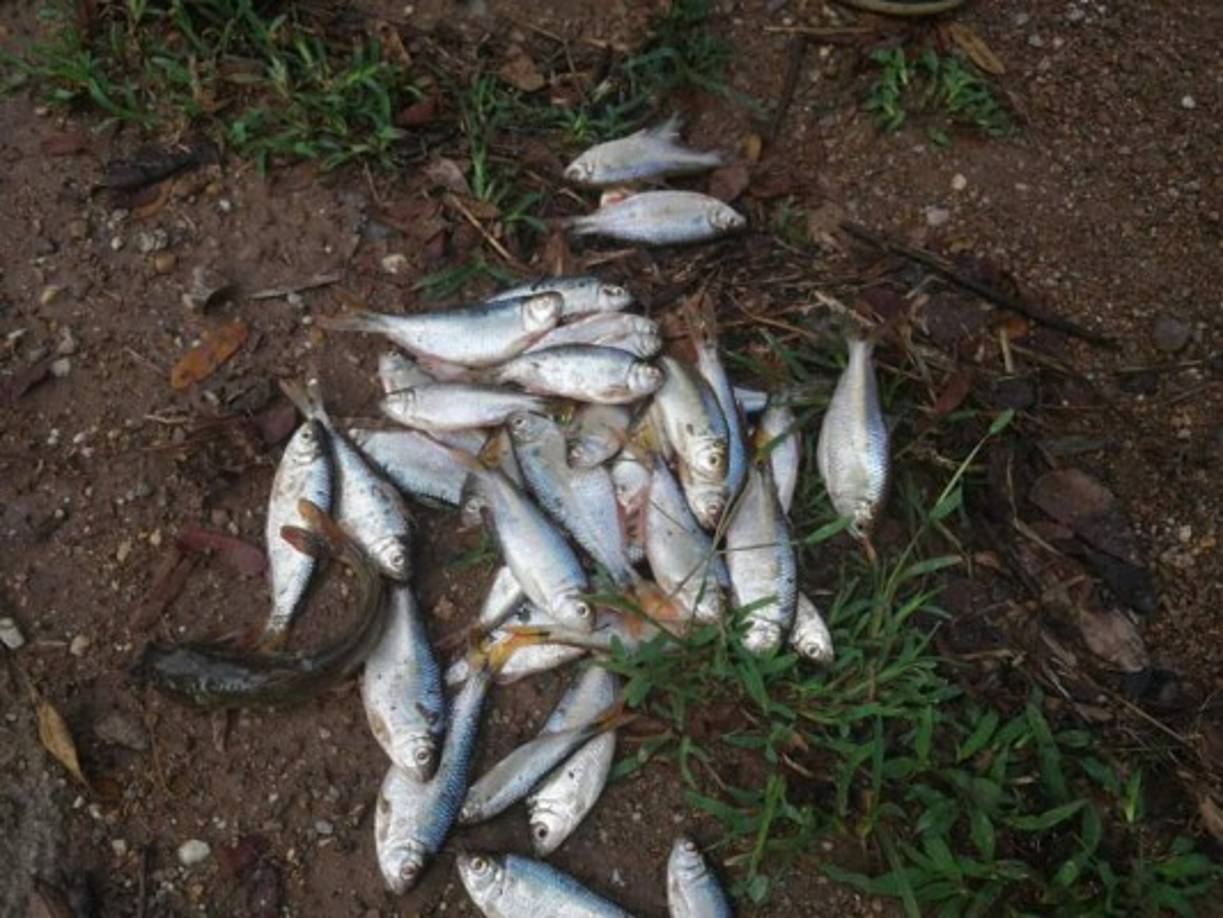 Los vecinos de la aldea manifestaron que este fenómeno no es común que ocurra en septiembre, ya que siempre se da en los meses de junio y julio. <br/>