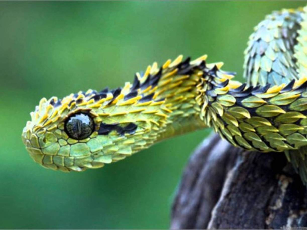 Atheris Hispida<br/><br/>Este tipo de víbora es una de las ocho especies pertenecientes al grupo de serpientes Artheris. La Hispida se diferencia mucho de las demás: las escamas que sobresalen de su piel tienen forma de plumas. Habita en diferentes zonas de África. Vive en los árboles y es una víbora sumamente venenosa.