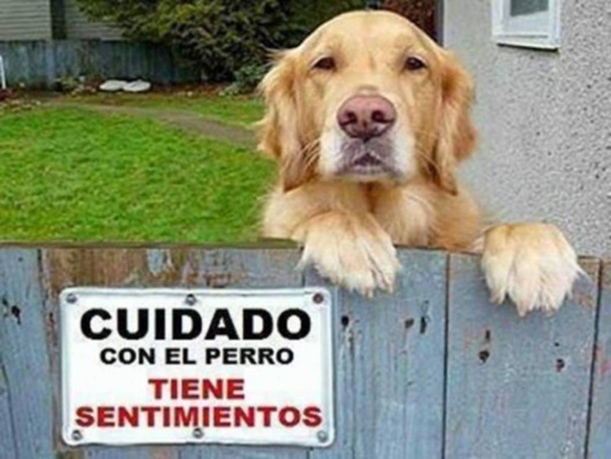 Repasa esta galería y conoce a los perritos más tiernos de la red.