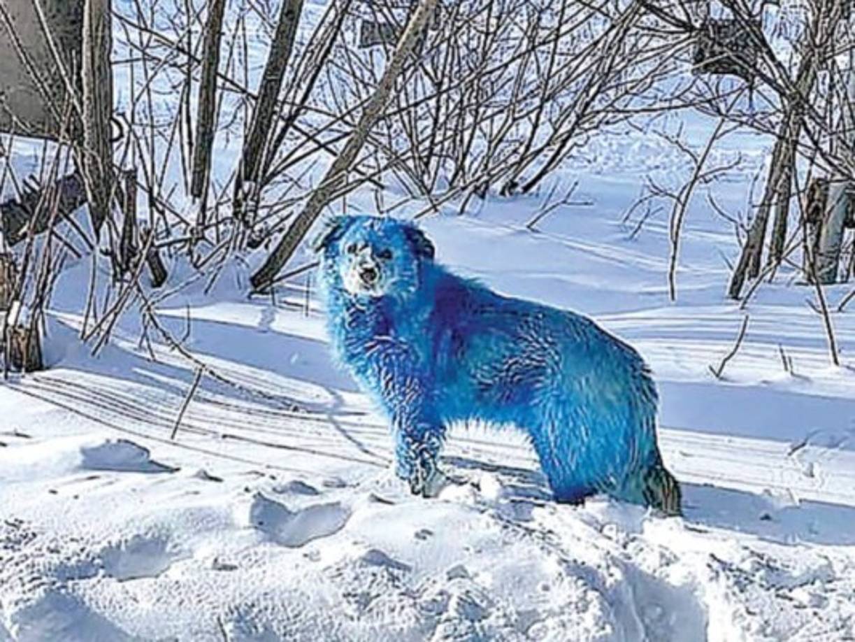 Los perros no son salvajes o de una sola raza, sino callejeros que deambulan a inmediaciones de la ciudad.