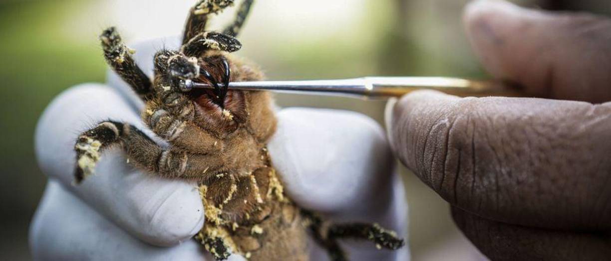 Las autoridades locales, representadas por el Departamento de Salud del Estado (SES-TO), han iniciado una investigación para esclarecer las causas que llevaron a la trágica muerte de este talentoso cantante. 