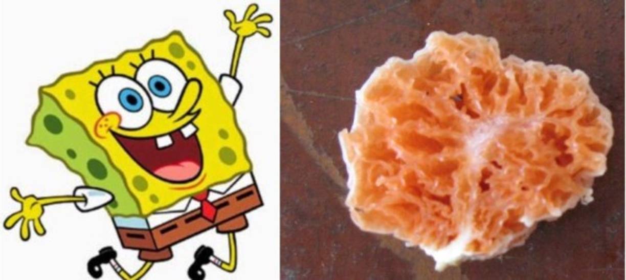 8. En 2011 fue descubierta un clase de hongo, la cual fue llamada “Spongiforma squarepantsii” por el nombre en inglés de Bob “SpongeBob SquarePants.”