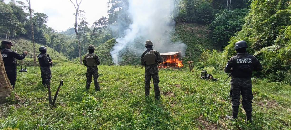El Ministerio Público y militares terminar este jueves de erradicar una plantación de hoja de coca en la montaña de Apacilagua, sector de Palestina, municipio Patuca Olancho.