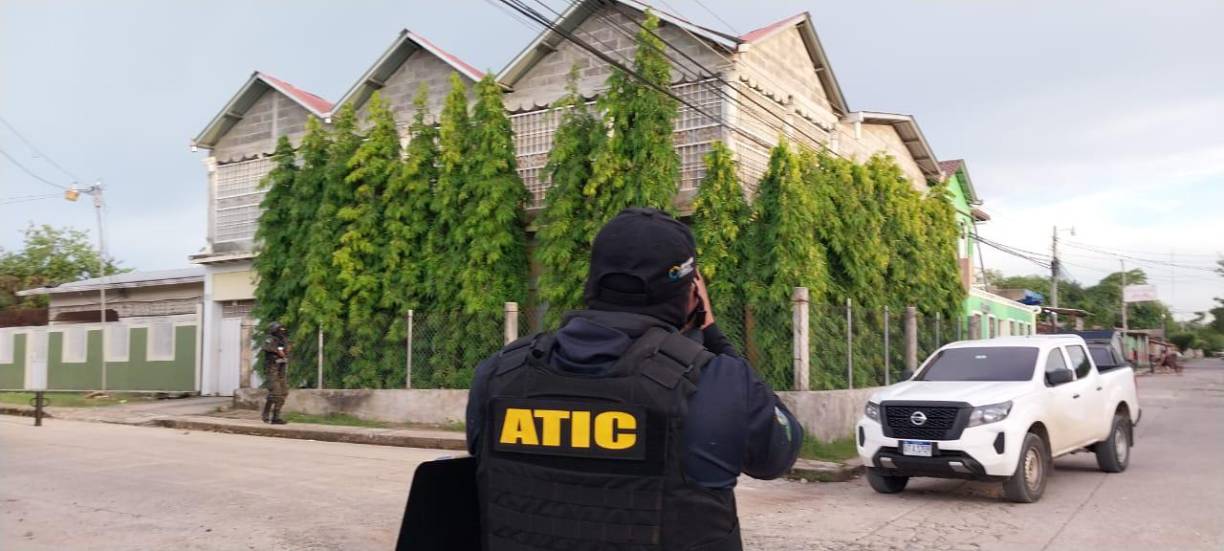 Red criminal cultivaba “tiburón”, la marihuana más potente