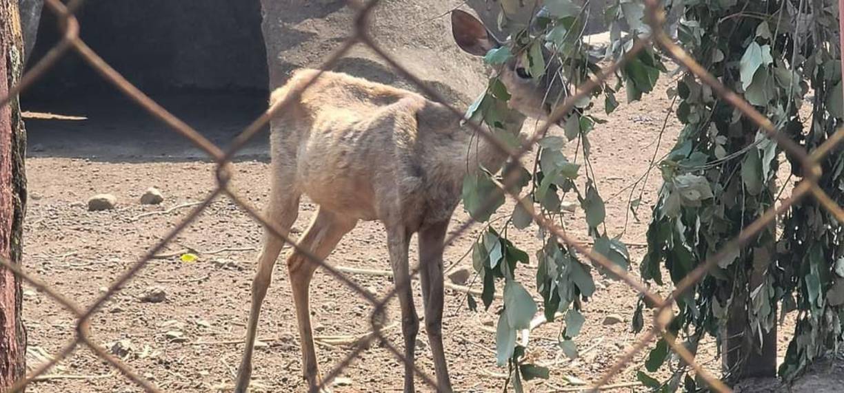 No obstante, en los últimos años, la mala administración por parte de la OABI ha provocado que algunos animales mueran de hambre o a causa de enfermedades. 