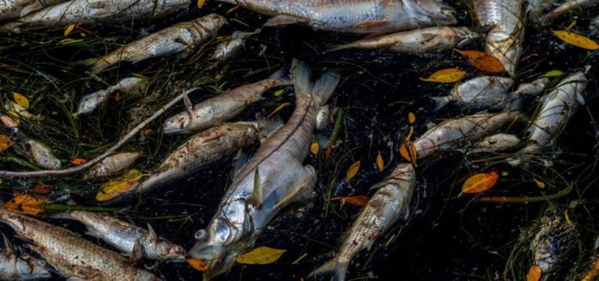 Medios locales indicaron que cuadrillas y camiones de limpieza están trabajando hoy en las playas de los condados afectados para eliminar la maloliente presencia de peces muertos, pero en ese vídeo en particular no se ve que haya gente realizando esas tareas.