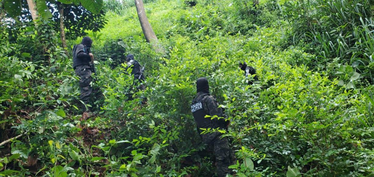 Aseguran más de 60 mil plantas de hoja de coca en Olancho