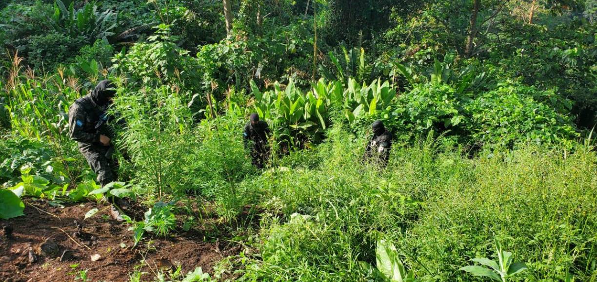Aseguran más de 60 mil plantas de hoja de coca en Olancho