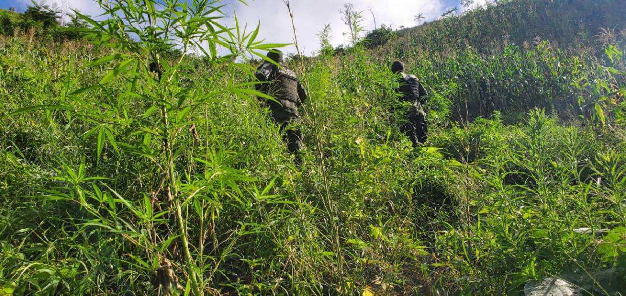 Aseguran más de 60 mil plantas de hoja de coca en Olancho