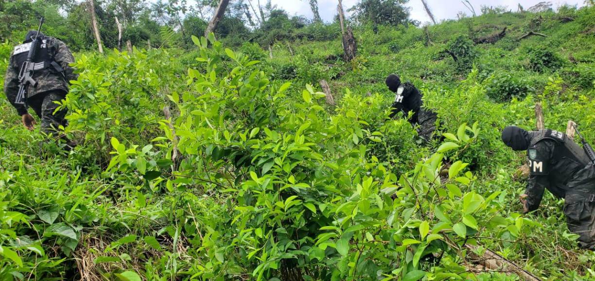 Una plantación de arbustos de hoja de coca fue desmantelada este martes en la comunidad de Ojo de Agua de Pueblo Nuevo, Olancho.