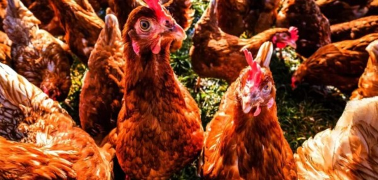 En una entrevista a The Guardian, Greg Presland, el presidente de la junta comunitaria del lugar, explicó a la razón del regreso: 'Hay un local que las alimenta y lo ha seguido haciendo durante la cuarentena por lo que las cifras comenzaron a aumentar de nuevo'.