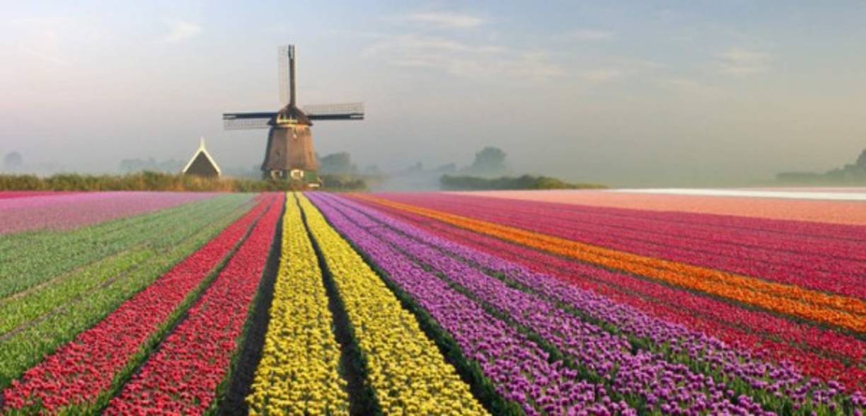 Los tulipanes de Holanda florecen en abril. Se encuentran al sudeste de Amsterdam, entre Haarlem y Leiden. Foto:Thegoldenscope.