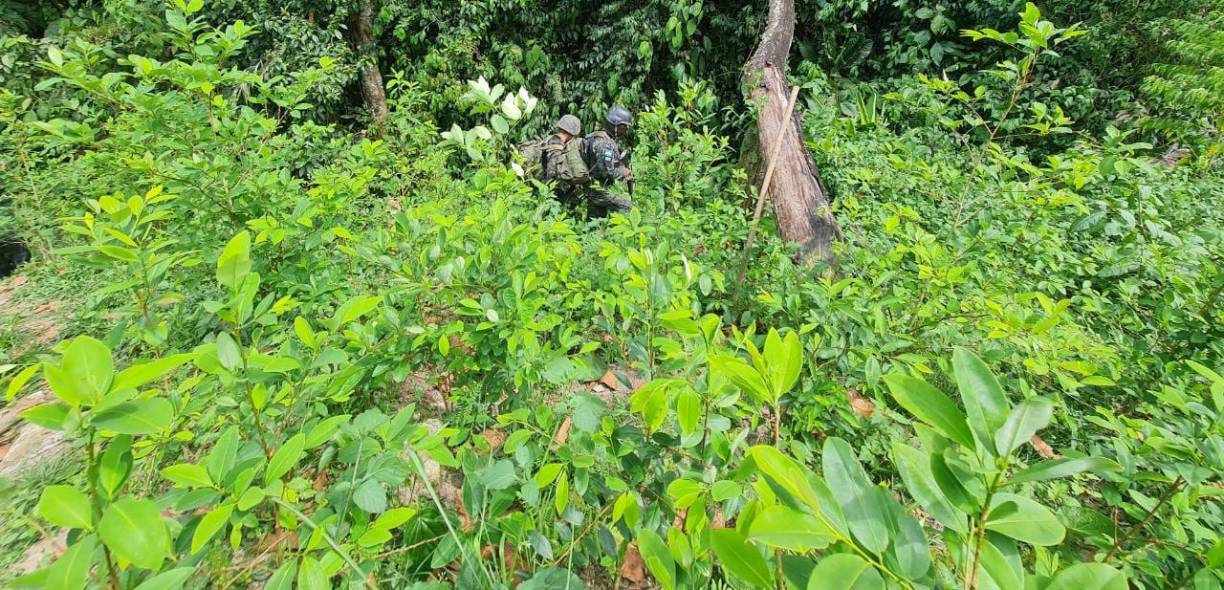  La operación antidrogas se realizó en el sector de Palestina departamento de Olancho. 