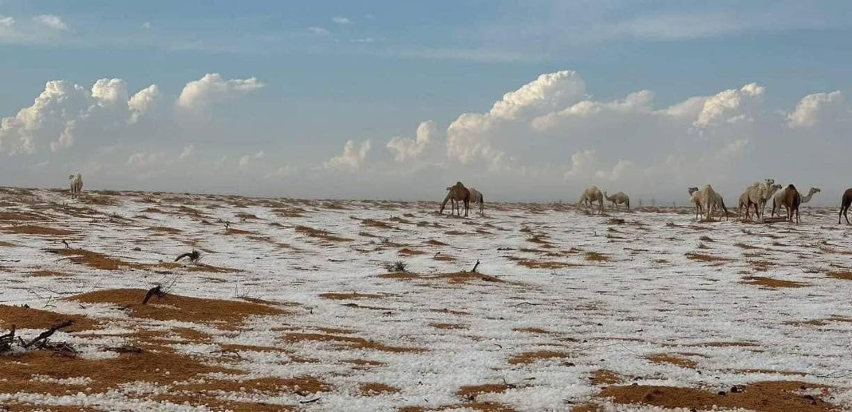 Las imágenes de los camellos en medio de la nieve en esta región, conocida por su clima árido, se han viralizado en redes sociales.