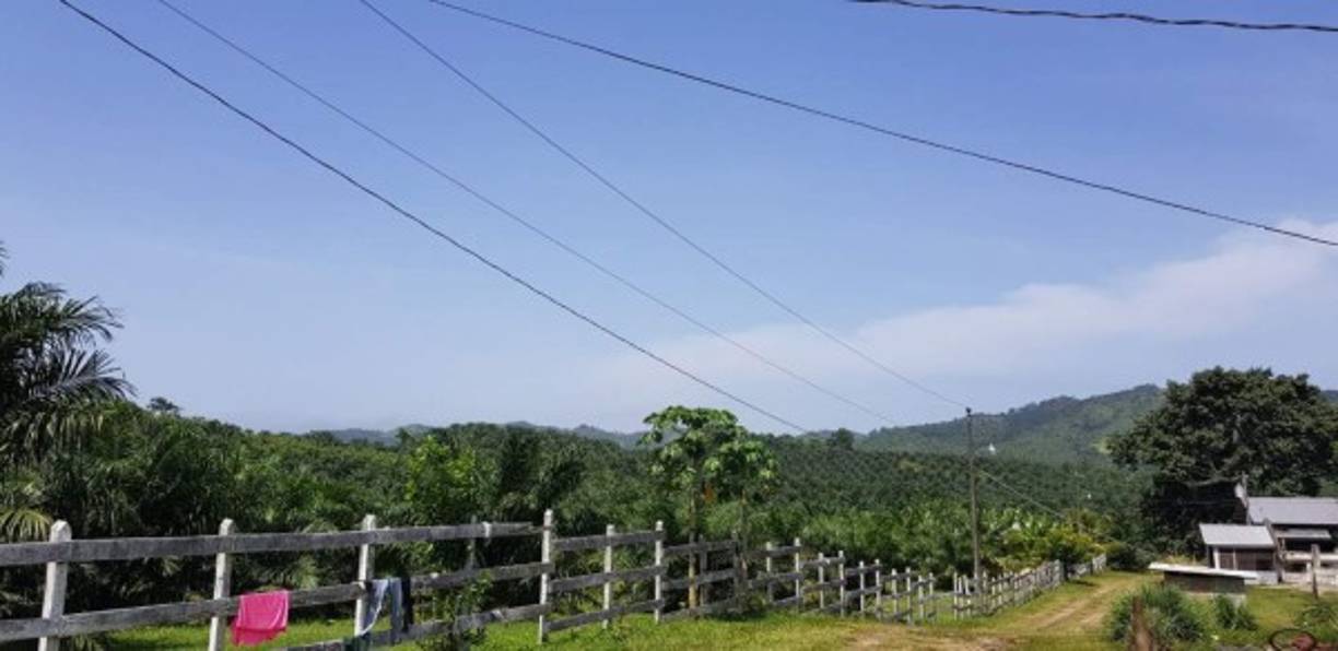 Una finca con plantación de palma africana figura entre las propiedades incautadas.