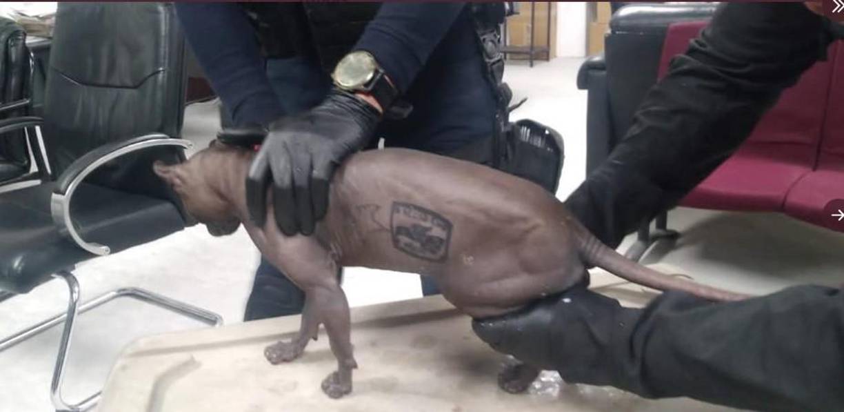 El gato fue sacado del Cereso y llevado al refugio de Rescate y Adopción de Mascotas del Municipio (RAMM), donde estará bajo el resguardo de cuidadores.