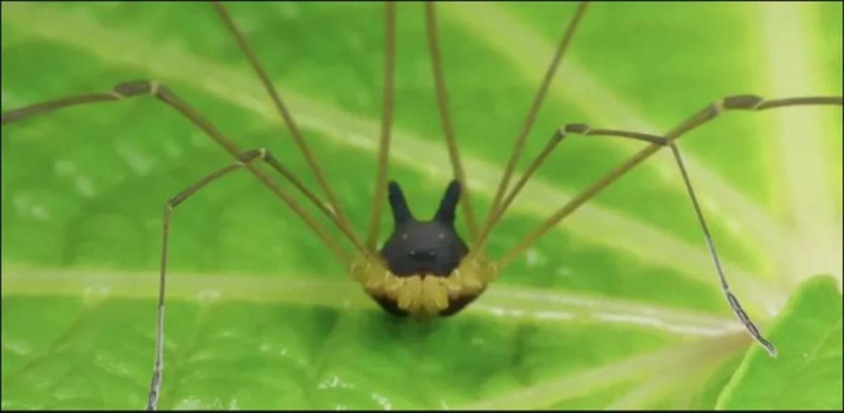 Fotos: araña con cabeza de perro.