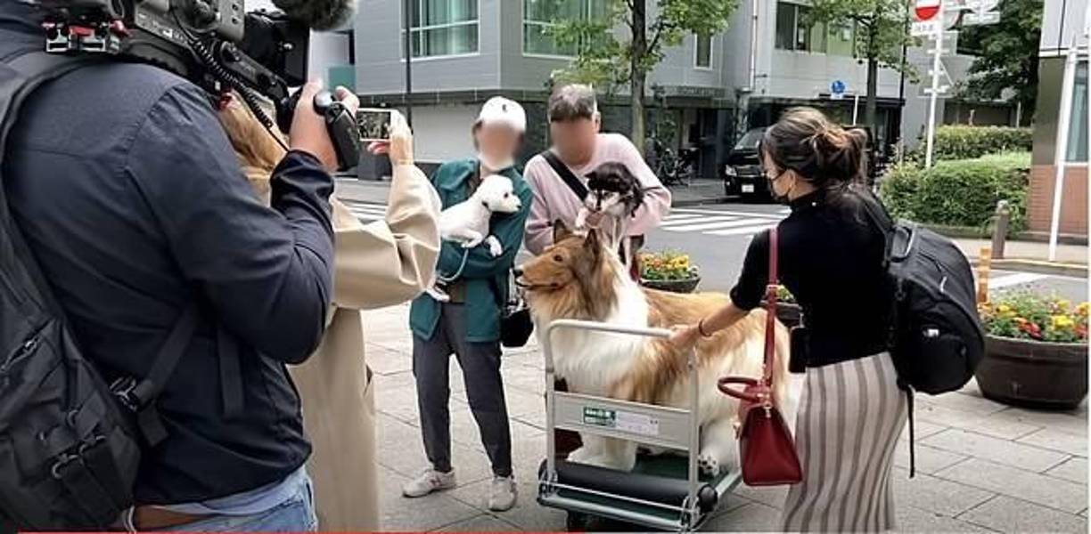 u singular proyecto ha generado admiración, curiosidad y algunas reacciones inesperadas en la calle, donde incluso otros perros se espantan ante la presencia de este "hombre perro" tan inusual.