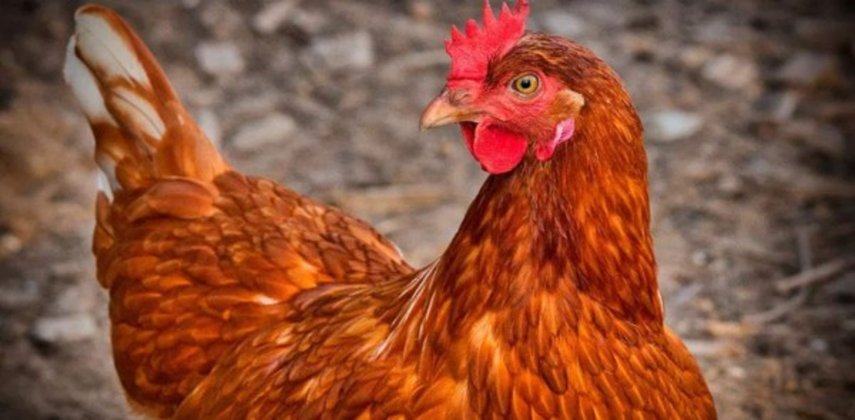 Un vecino de la comunidad expresó su disgusto ante la situación. 'Decenas de pollos por todas partes, ensucian todo a su paso y no nos dejan dormir, algunas de estas aves pican a los niños'., manifestó. .