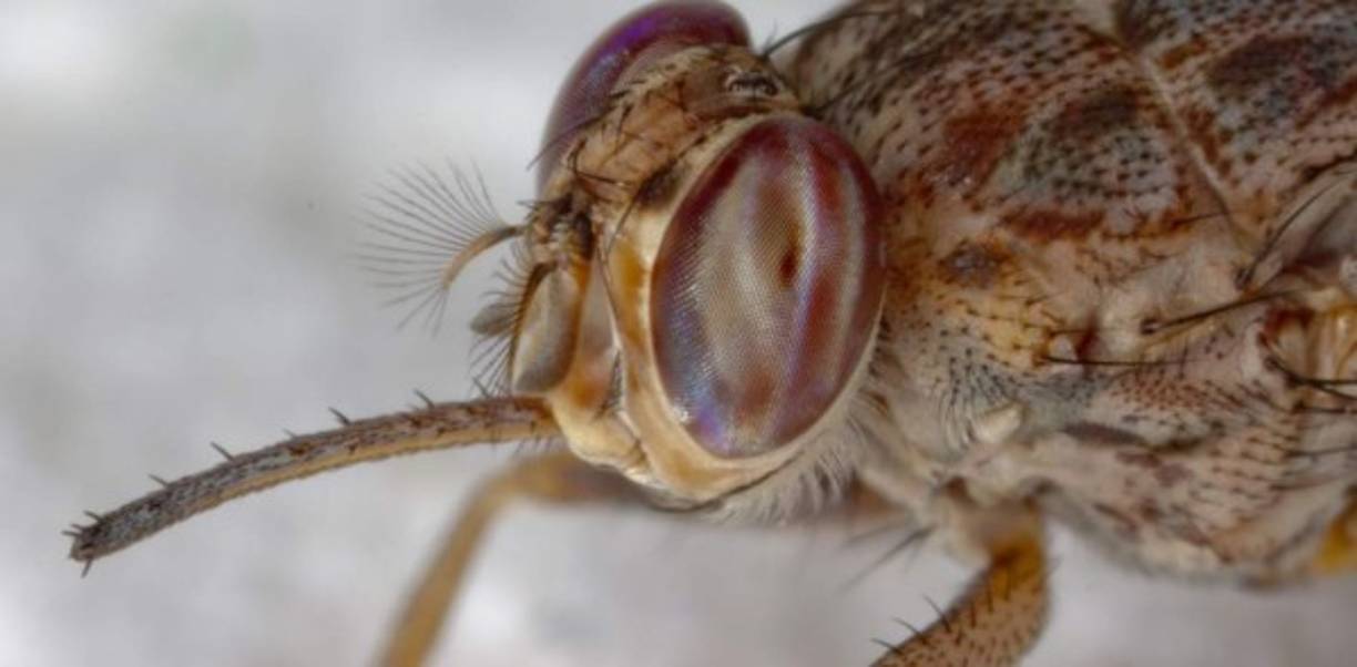 Mosca tse-tse<br/><br/>Habita en África y es la causante de la enfermedad del sueño en el continente. Estas provocan una infección parasitaria que afecta tanto a hombres como animales. Según la OMS cada año se reportan 300,000 nuevos casos relacionados a este insecto. <br/><br/>