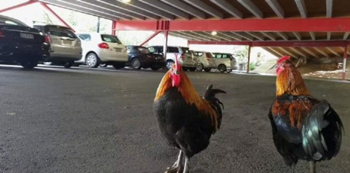 Alrededor de 4,000 residentes del vecindario de Titirangi, en Auckland, ya no aguantan a la presencia de estos animales.