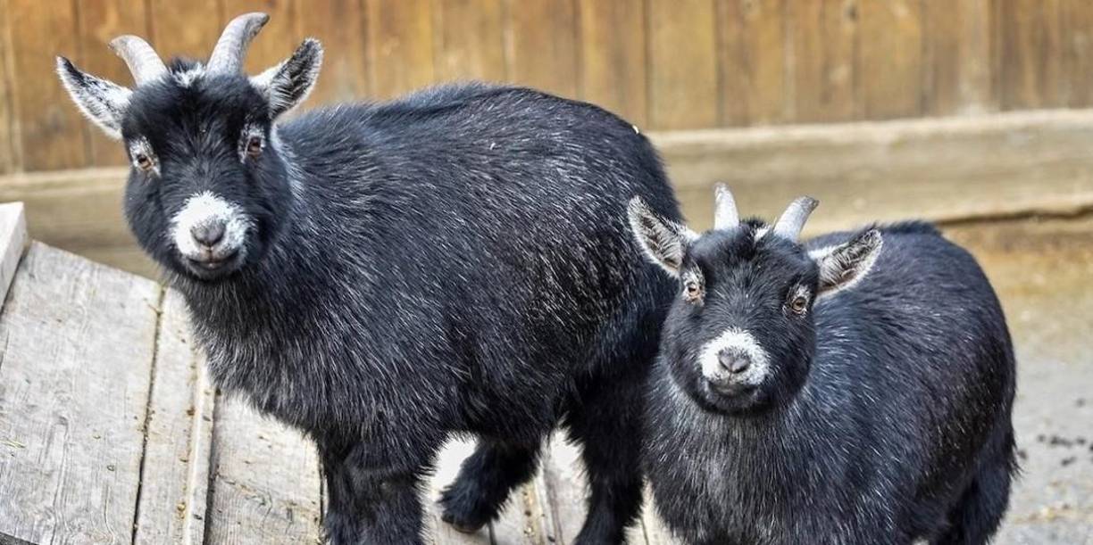 El titular de Semaren confirmó que en las instalaciones del ZooChilpan no existe ningún material supuestamente recibido a cambio de los ejemplares de watusi.