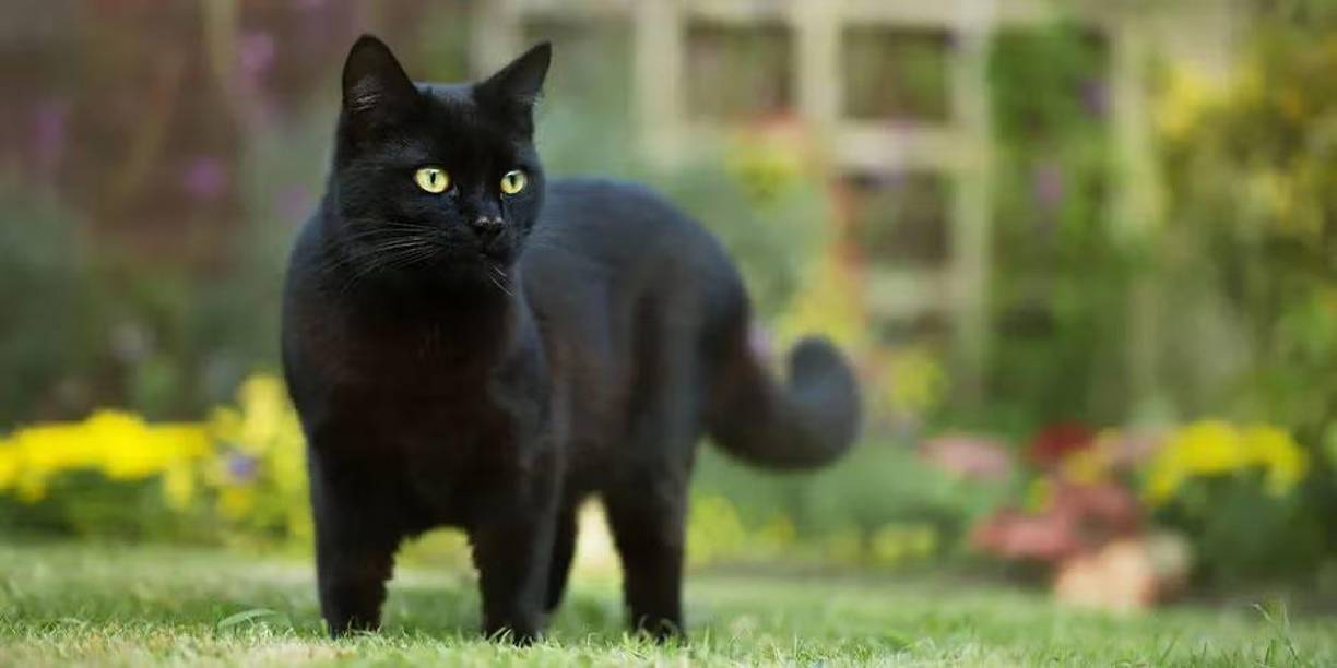 <b>Adoptar un gato negro no solo trae a tu vida un compañero fiel y adorable</b>, sino también un toque de magia y misterio. ¿Te animás a romper mitos y darles una oportunidad?.