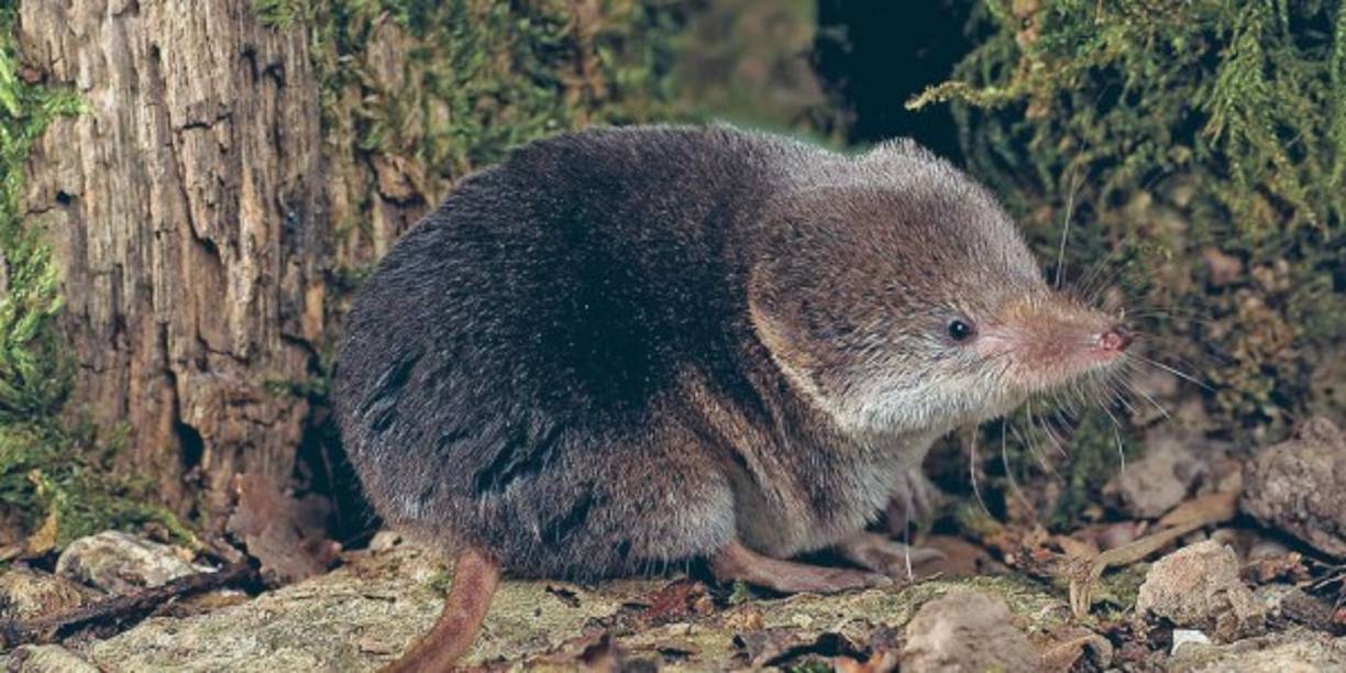 Estas nuevas especies del grupo Sorex veraepacis se encuentran de forma recurrente al oeste del Valle Motagua en Guatemala, donde las especies Sorex veraepacis y S. ibarrai son relativamente comunes. <br/>