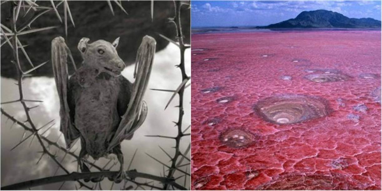 Natron es un lago salado que se halla en África en el Gran Valle del Rift, en Tanzania, en la frontera con Kenia. Su superficie aproximada es de 600-800 km², aunque puede llegar a alcanzar los 1.040 km², y de él se extraen sales de cloro, sodio y magnesio.<br/>Sus aguas están teñidas de rojo por la proliferación de algas. En él se pueden apreciar formaciones de espirales de carbonato sódico que surgen de las profundidades de la tierra.