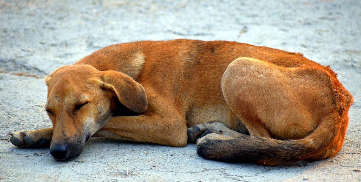 Mientras tanto, la noticia continúa generando reacciones de dolor e indignación en redes sociales, donde usuarios exigen justicia para los animales asesinados.