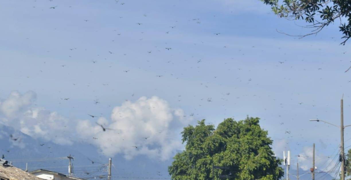 En el cielo se distinguen esas manchas, que parecen infinitas, un espectáculo de la naturaleza y que la población local ya sabe lo que viene, sin conocer la explicación científica de su masivo movimiento. 
