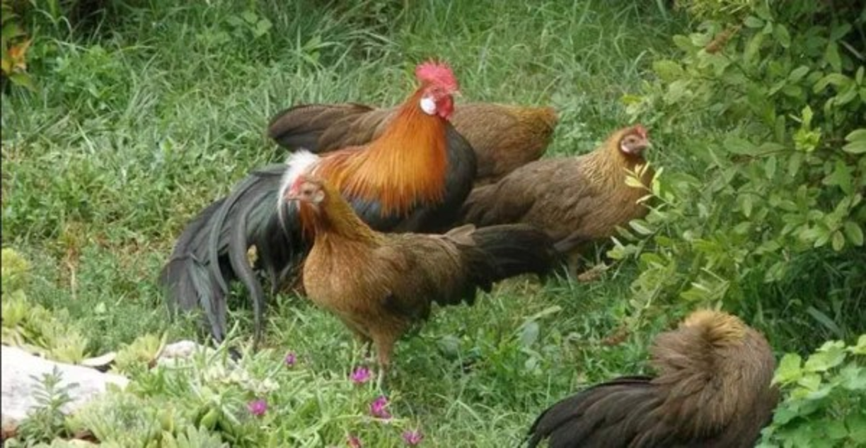 Cabe destacar que algunos vecinos consdieran a las gallinas de pintorescas y encantadoras.
