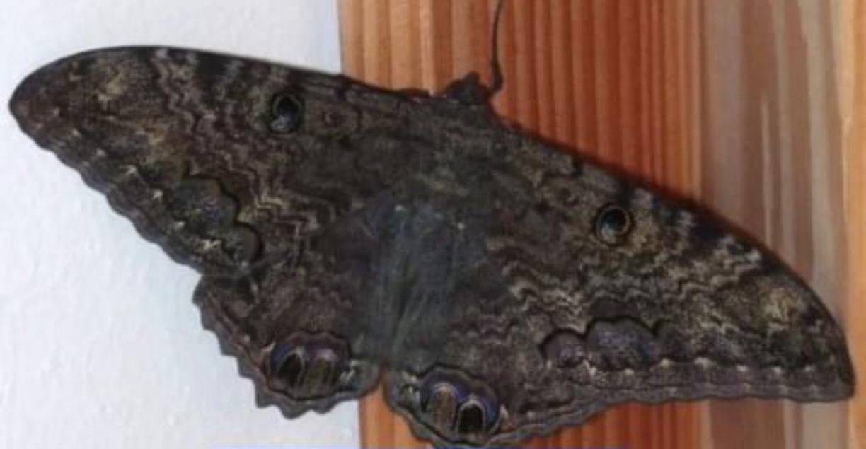 ”Si la presencia solo la hace una sola mariposa en sus vivienda, es dinero que llegará”, afirmó Vidente.