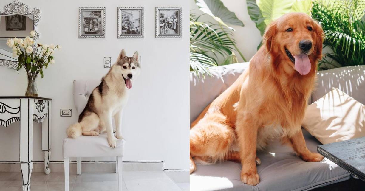  Dirección de Rose Bistro: 26 avenida, 5 calle, barrio Río de Piedras