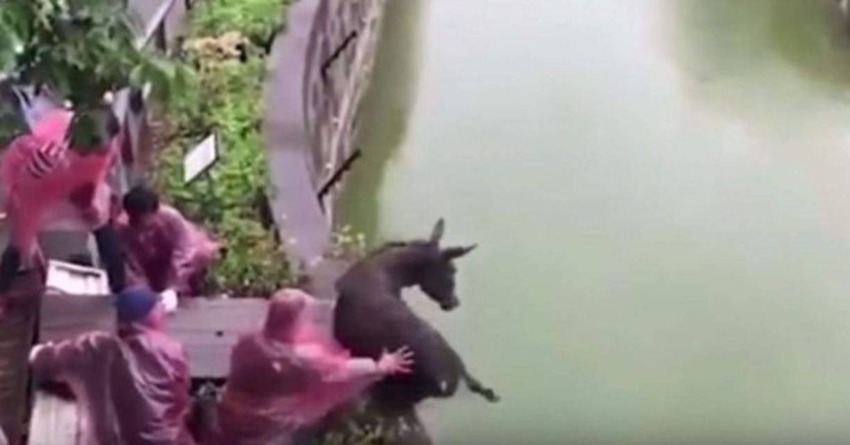 El video de un burro que es lanzado vivo para alimentar a tigres famélicos se ha vuelto viral en las redes sociales, el insólito acto ocurrió en el zoológico El Yancheng Safari Park, de Yancheng, provincia de Jiangsu.