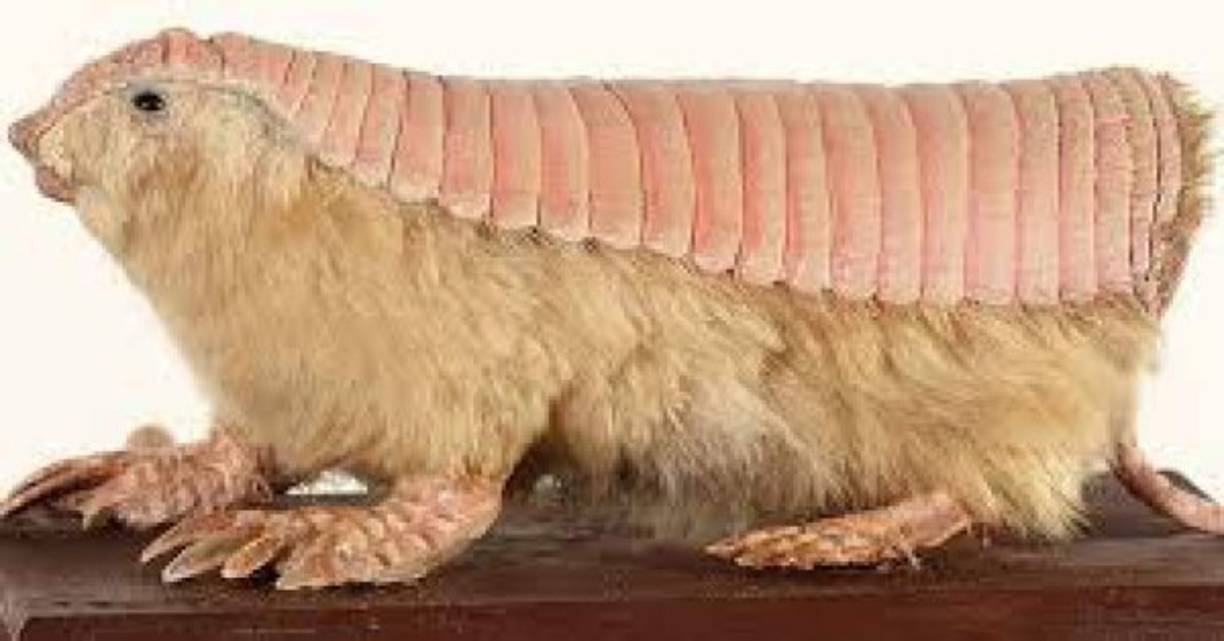 Armadillo rosa<br/><br/>Chlamyphorus truncatus también llamado Pichiciego, mide poco más de 10 centímetros de longitud, de pelo blanco y armadura rosada, vive bajo la tierra y rara vez sale a la superficie. Según una nota de la BBC, estas pequeñas criaturas en cautiverio no sobreviven más de ocho días, ya que son muy sensibles al trato humano. Se encuentran en el centro de Argentina, no se puede precisar si están en peligro de extinción porque casi no se dejan ver y se conoce poco de ellos.