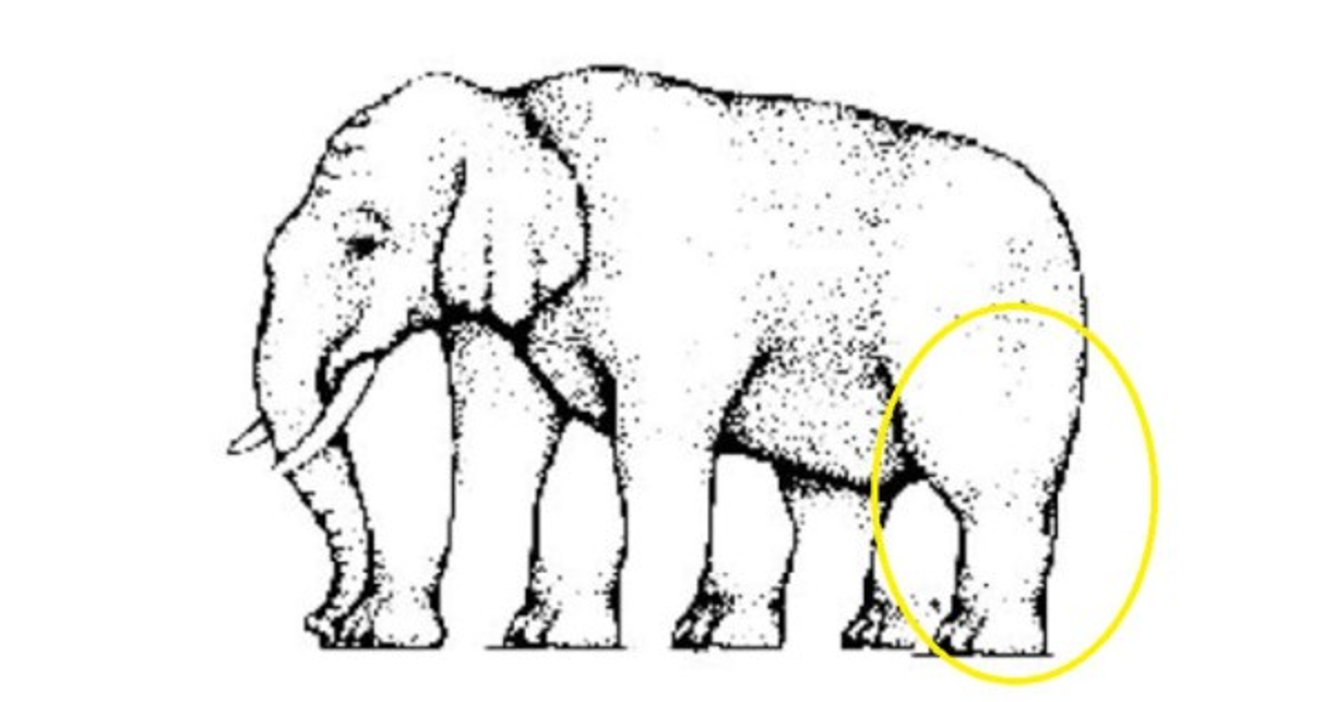 Una pata: ¡Acertaste! Eres una persona muy miticulosa, sumamente analítica, esto te ayuda a ser muy selectivo con sus amistades. Por cierto, El creador del reto sabía lo que hacía cuando lo dibujó. <br/><br/>En realidad, solo la pata trasera del elefante es auténtica. Las pezuñas, no se corresponden con las patas, están copiadas y pegadas.