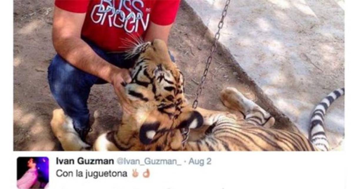 'Con la juguetona' -tigre-, compartió en una fotografía.