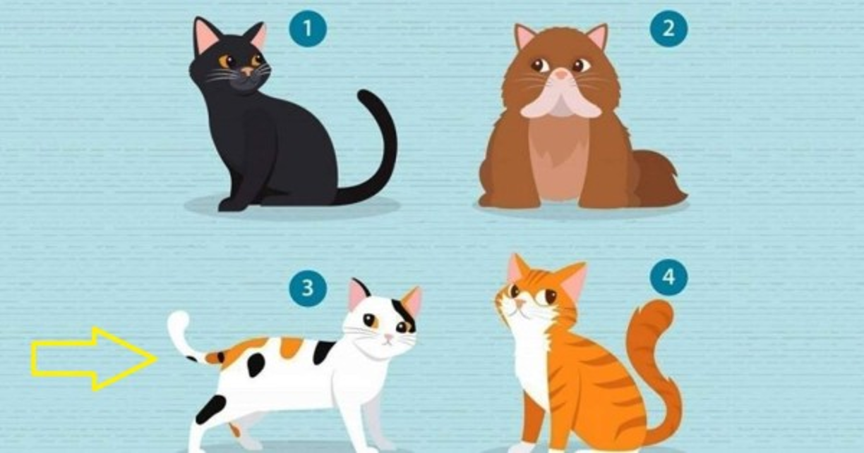 Gato 3<br/><br/>Sos una persona apacible, a quien le gusta tener una vida tranquila y equilibrada. Igual que estos gatos, eres amable, cariñoso, y apacible. Lo que esperas en una pareja es lealtad pura.