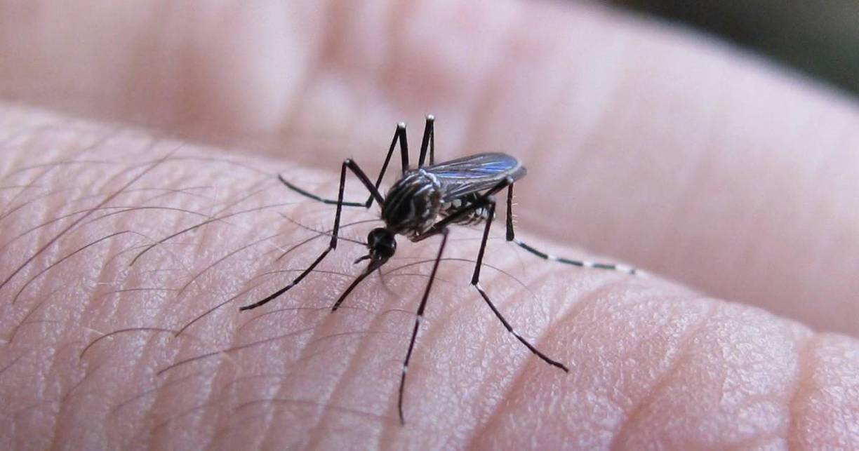 El virus del dengue se propaga a las personas a través de las picaduras de zancudos, específicamente, el Aedes aegypti. 