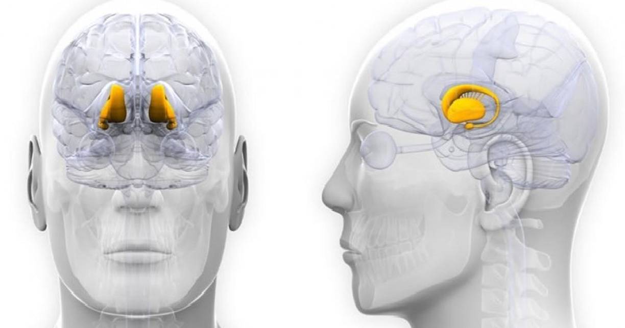 El hipotálamo, por su parte, regula muchas funciones autonómicas del cuerpo, como la temperatura, el hambre y el sueño, y está íntimamente ligado a las respuestas emocionales. La interacción de estas estructuras cerebrales con el sistema endocrino y el sistema nervioso autónomo resulta en la manifestación física de las emociones. Las hormonas como la adrenalina y el cortisol juegan un papel vital en cómo experimentamos y expresamos nuestras emociones.