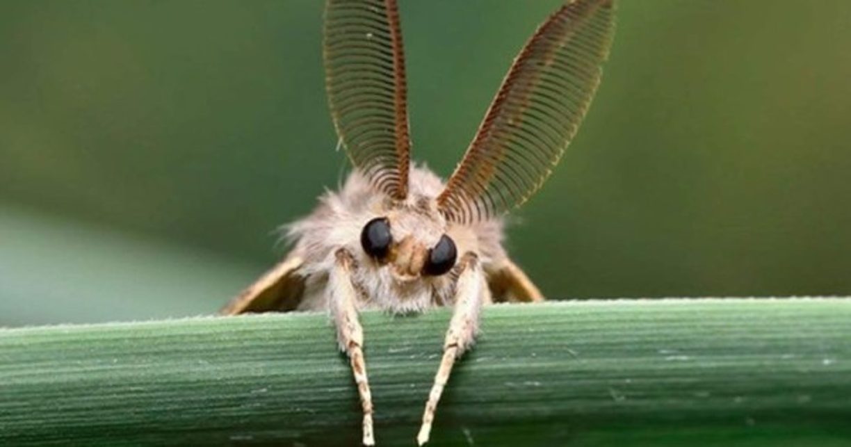 Autoridades estadounidenses informaron que la infestación de las polillas gitanas podría generar severos daños.