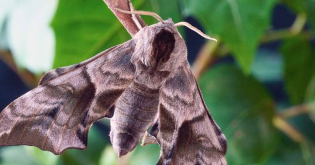 El Gobernador local, Jay Inslee, emitió estado de emergencia ante el “inminente peligro de una invasión” en algunas zonas de Snohomish.