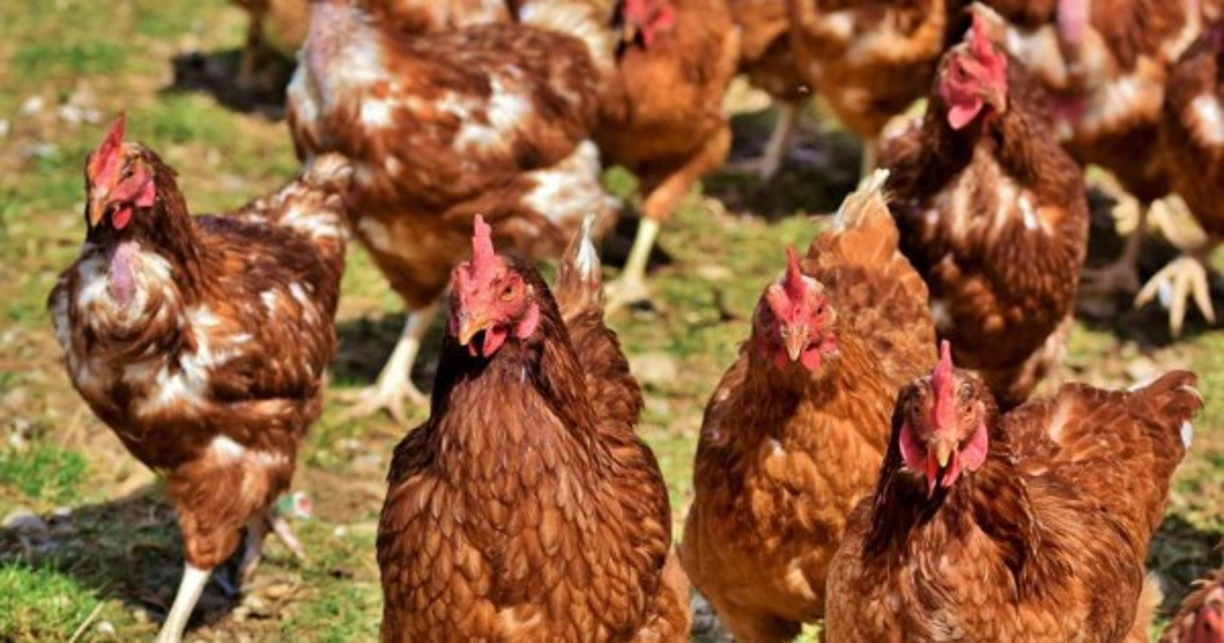 Un pueblo de Nueva Zelanda fue invadido por una plaga de gallos y gallinas salvajes después del encierro provocado por la COVID-19.