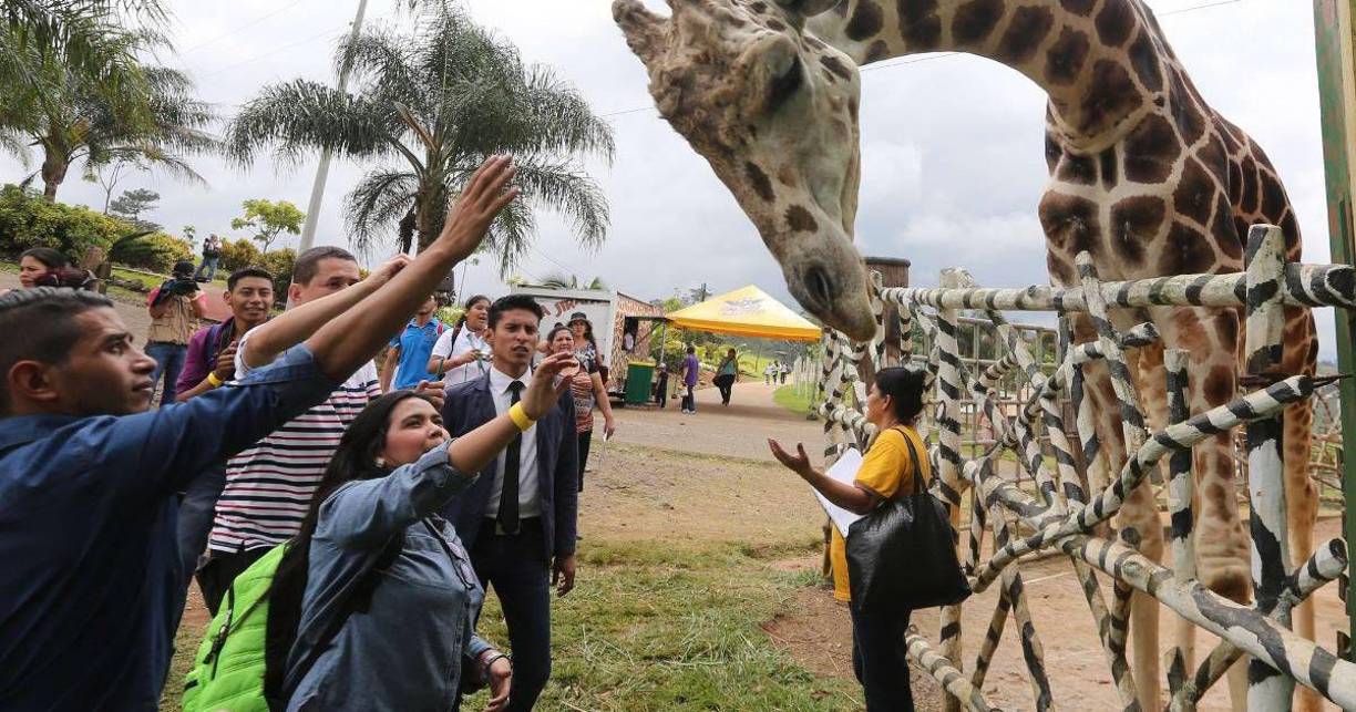 Biólogos de otras organizaciones participaron en la investigación y necropsia de la jirafa.